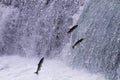 Spawning salmon swim upstream in British Columbia