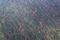 Spawning salmon swimming in the Brooks River, Katmai National Park, Alaska, USA