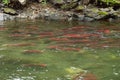 Spawning saukeye salmon swimming upriver
