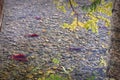 Spawning Sockeye Salmon, Adams River BC Royalty Free Stock Photo