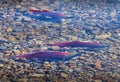 Spawning Sockeye Salmon, Adams River Royalty Free Stock Photo