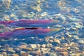 Spawning Sockeye Salmon Close Up Royalty Free Stock Photo