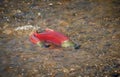 Miraculous Colorful Spawning Sockeye Salmon Royalty Free Stock Photo