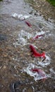 Spawning Sockeye Salmon (Oncorhynchus nerka). Royalty Free Stock Photo