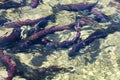 Spawning sockeye salmon Royalty Free Stock Photo