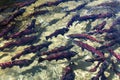 Spawning sockeye salmon Royalty Free Stock Photo