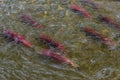 Spawning sockeye salmon on river in Kamchatka.