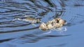 Spawning of the toads. Royalty Free Stock Photo