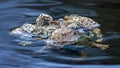 Spawning of the toads. Royalty Free Stock Photo