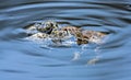 Spawning of the toads. Royalty Free Stock Photo