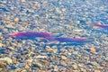 Spawning Wild Sockeye Salmon Royalty Free Stock Photo