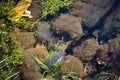 Spawns of Frog eggs Royalty Free Stock Photo