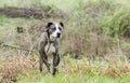 Brindle and white American Pitbull Terrier dog with green collar on leash