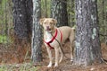 Lab American Bulldog mixed breed dog with red harness, pet adoption photography Royalty Free Stock Photo