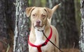 Happy Lab American Bulldog mixed breed dog with red harness, pet adoption photography