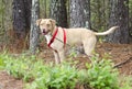 Happy Lab American Bulldog mixed breed dog with red harness, pet adoption photography