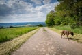 Walking the dog in Germany Royalty Free Stock Photo