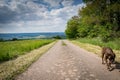 Walking the dog in Germany Royalty Free Stock Photo