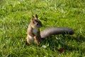 Spb Russia Peterhoff garden autumn 2022 squirrel