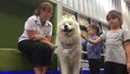 SPCA dog safety training