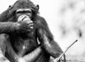 A Speak No Evil Chmpanzee Royalty Free Stock Photo