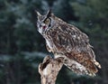 Speaking Great Horned Owl Royalty Free Stock Photo