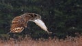 Speaking Great Horned Owl in Flight Royalty Free Stock Photo