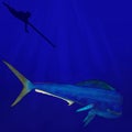 A spear fisherman silhouette going after a full colored mahi mahi fish underwater Royalty Free Stock Photo