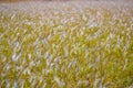 The spear grass in the grassland. Natural background of grass with selective focus Royalty Free Stock Photo