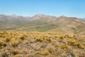 Spear grass plants growing on barren hills above Awatere valley in New Zealand Royalty Free Stock Photo