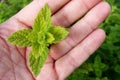 Spear mint (metha spicata) plant held in left hand Royalty Free Stock Photo