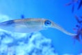 Spear squid Royalty Free Stock Photo