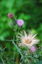 Spear Thistle with blooming flower and thorns Royalty Free Stock Photo