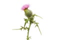 Spear thistle flower and foliage