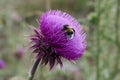 Spear thistle cirsium vulgar wild spiky purple flower in the mountain with bee Royalty Free Stock Photo