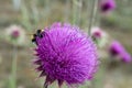 Spear thistle cirsium vulgar wild spiky purple flower in the mountain with bee Royalty Free Stock Photo