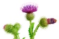 Spear thistle, cirsium vulgare