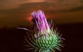 Spear thistle (Cirsium vulgare), purple flower against sunset background Royalty Free Stock Photo