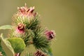 Spear thistle, Cirsium vulgare, with typical round flowerhead