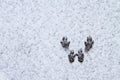 Winter covered valley in Spearfish, SD. Squirrel Tracks in the snow Royalty Free Stock Photo