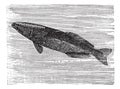 Spearfish Remora or Remora brachyptera, vintage engraving