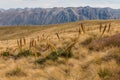 Speargrass plants growing in Southern Alps Royalty Free Stock Photo