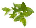 Spearmint Royalty Free Stock Photo