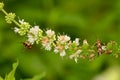 Spearmint flower with insects