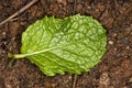 Spearmint fresh leave on soil close up