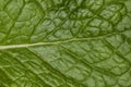 Spearmint fresh leave on soil close up