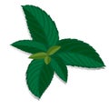 Spearmint green leaf. Vector fresh mint leaves