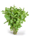 Spearmint herb Royalty Free Stock Photo