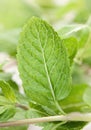 Spearmint herb Royalty Free Stock Photo