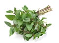 Spearmint herb Royalty Free Stock Photo